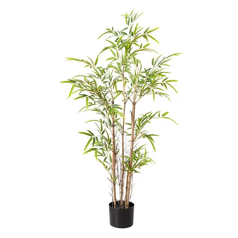  Bamboo Plants
